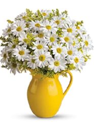 Daisies 2 Daisies 2