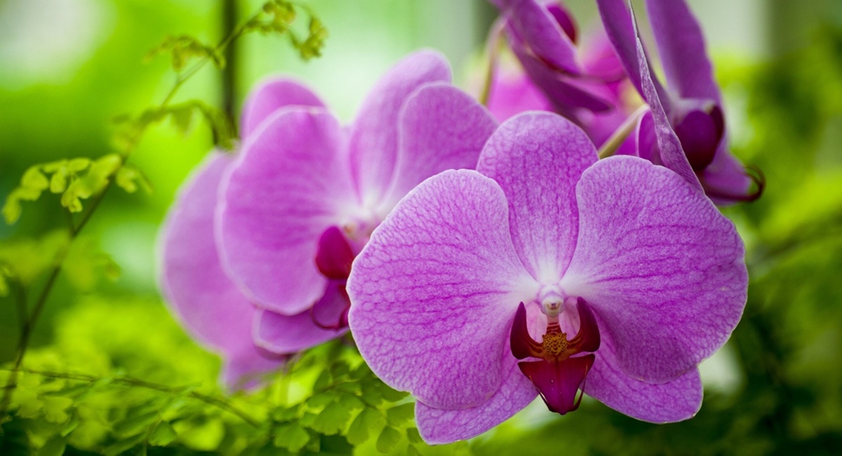 Flower Blog image 01