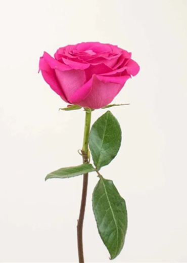 Pink Roses 1