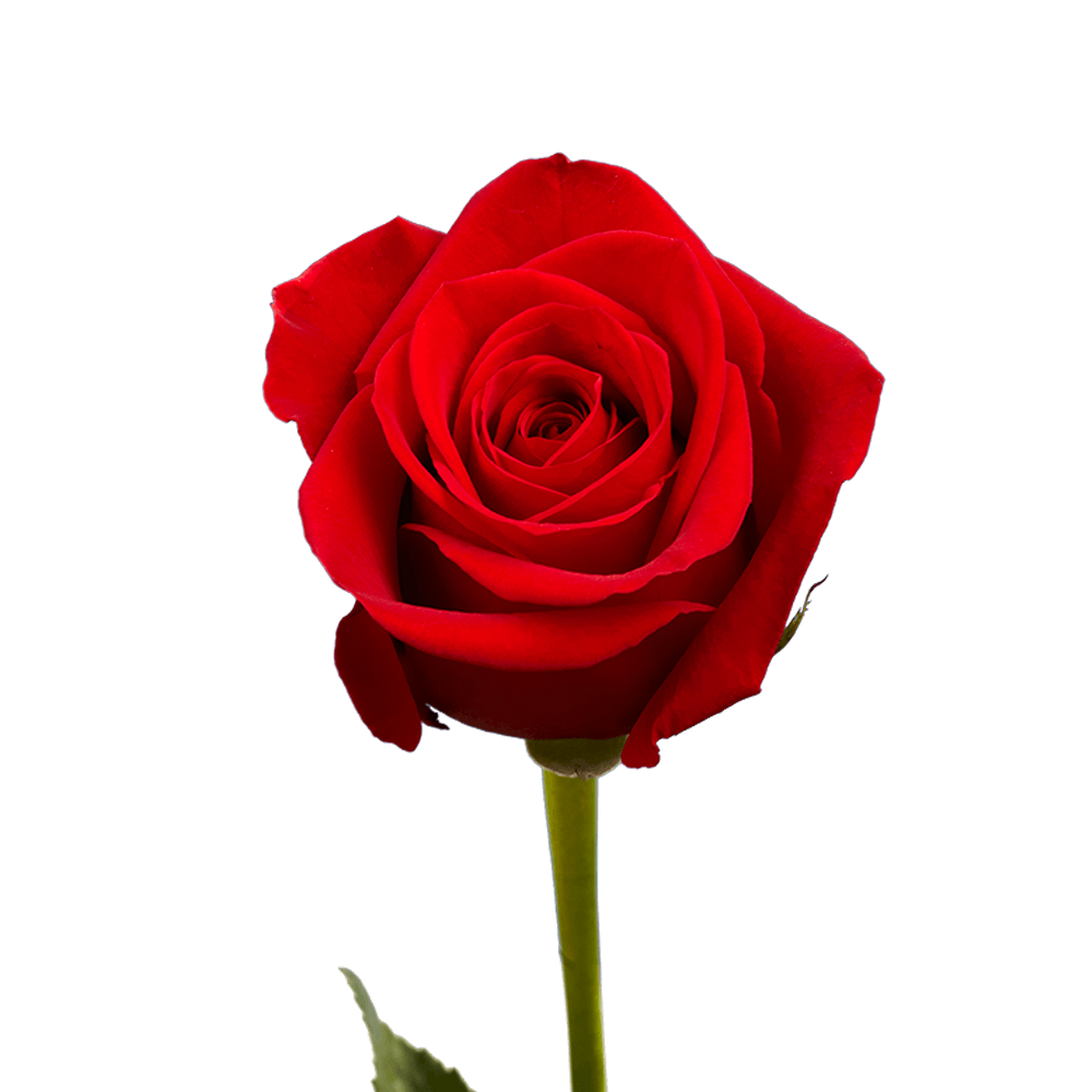 Red Rose