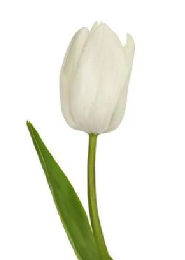 Tulips 1