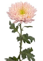 chrysanthemums 1 chrysanthemums 1