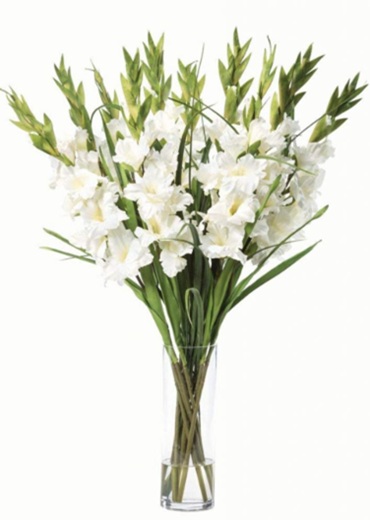 gladiolus 3