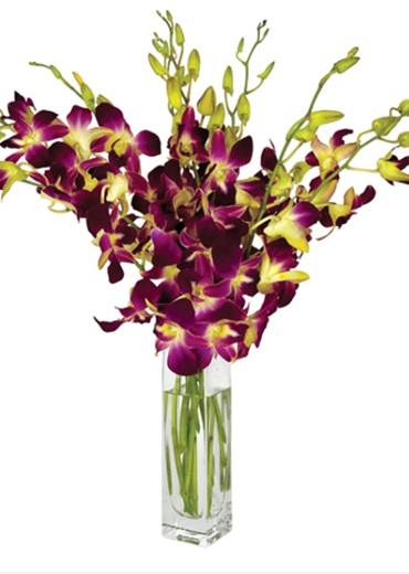 orchid 3