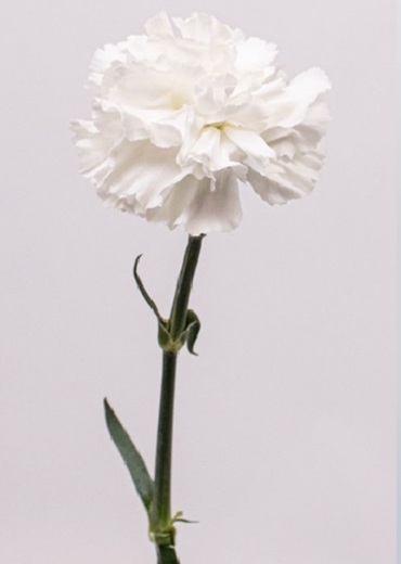 white carnations 1