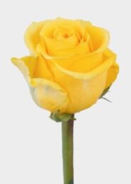 yellow roses 1 yellow roses 1